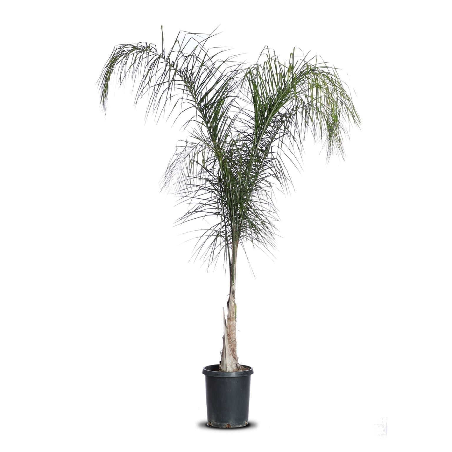 Queen Palm Landscape Plant Source Landscape Plant Source